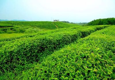 2018年茶葉產業 穩中提質 結構優化 效益提升